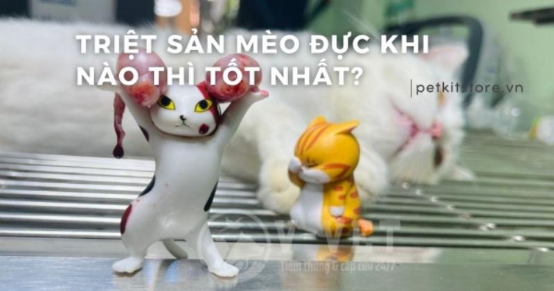 Hình ảnh minh họa ảnh hưởng tích cực của việc triệt sản đối với sức khỏe và hành vi của mèo
