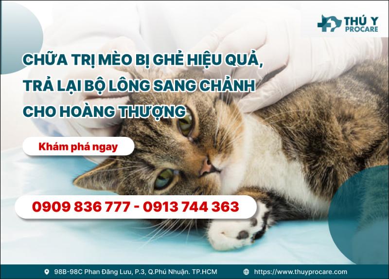 Một bác sĩ thú y đang nhẹ nhàng kiểm tra da và lông của một chú chó, chuẩn bị lấy mẫu xét nghiệm xà mâu.