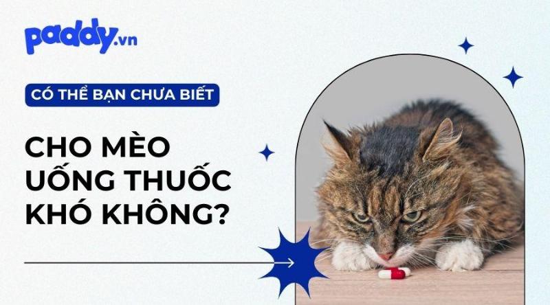 Bảng hướng dẫn liều lượng cho ăn hạt Royal Canin British Shorthair trên bao bì