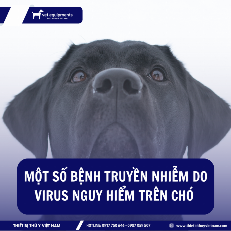 Bệnh truyền nhiễm ở chó con