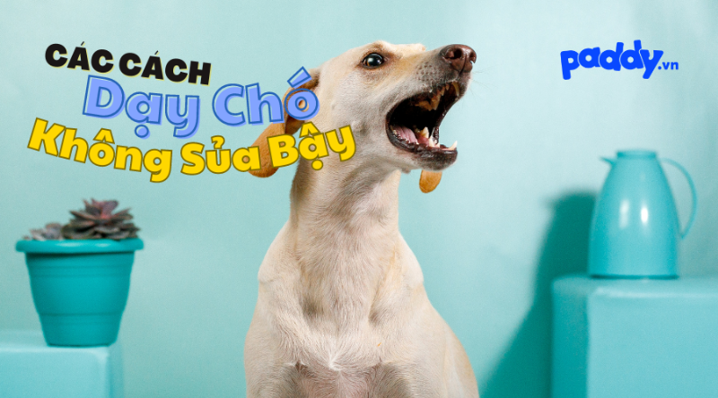 Bí quyết huấn luyện chó không sủa