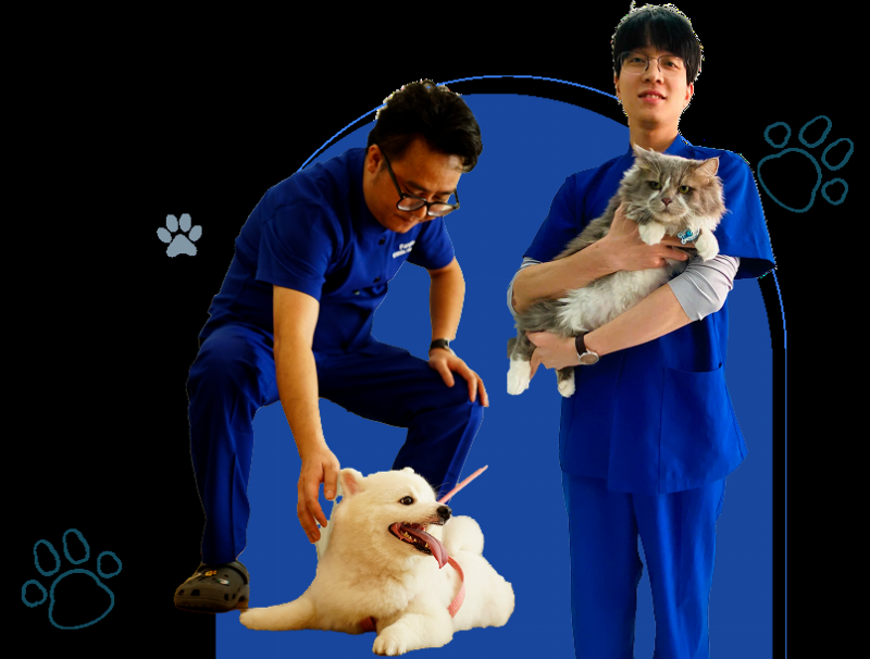 Các biện pháp triệt sản mèo cái