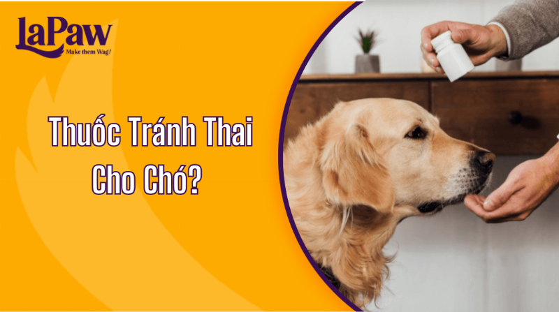 Các Câu Hỏi Thường Gặp Về Thuốc Tránh Thai Cho Chó Cái