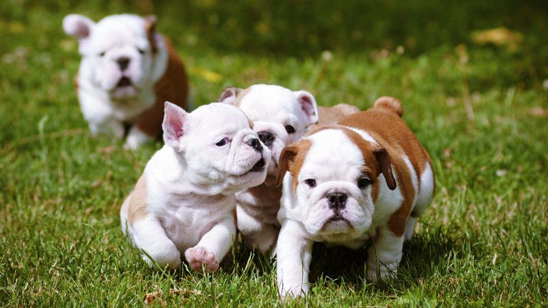 Bảng so sánh ngắn gọn hoặc hình ảnh minh họa các đặc điểm trí thông minh của một số giống chó khác nhau, không chỉ top 10