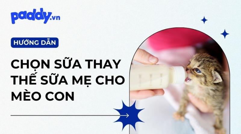 Các loại sữa cho mèo con mất mẹ