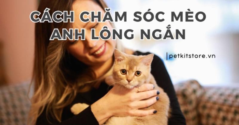 Hinh anh mot nguoi dang nhe nhang chai long cho chu meo anh long ngan xam bang luoc chuyen dung