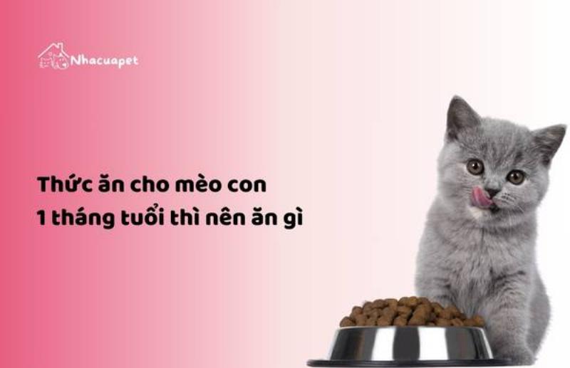 Mèo con đang tập ăn pate từ đĩa nông trong giai đoạn cai sữa, hướng dẫn cách cho mèo con ăn.