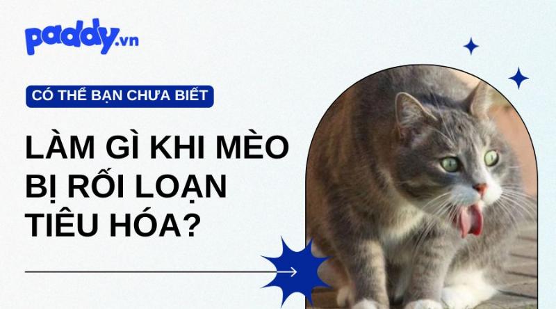 Cách điều trị rối loạn tiêu hóa cho mèo