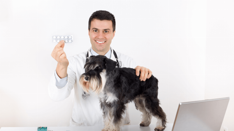 Các bước thực hiện nhỏ thuốc nhỏ gáy cho mèo tại nhà đúng kỹ thuật, an toàn cho mèo