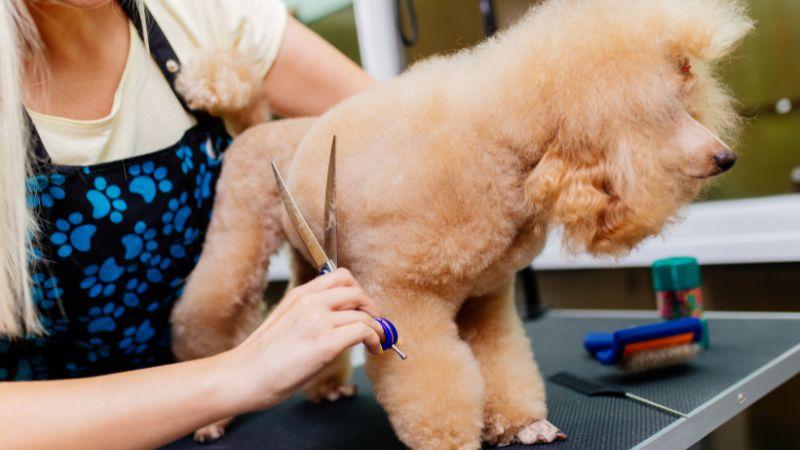 Cách tắm cho chó Poodle