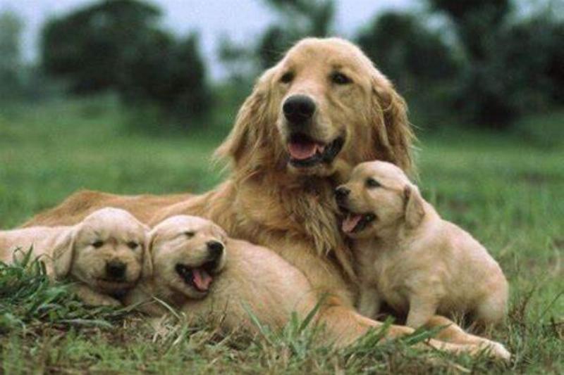 Biểu đồ so sánh tuổi chó mèo với tuổi người