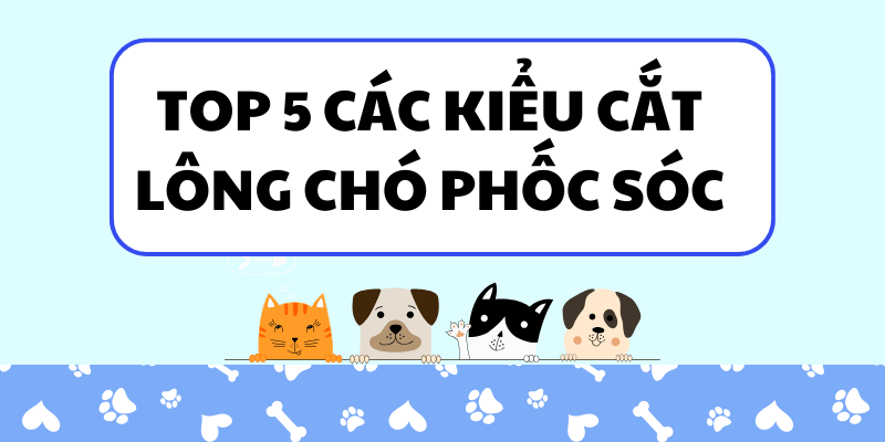 Cắt Lông Chó Phốc Sóc Kiểu Lion Cut