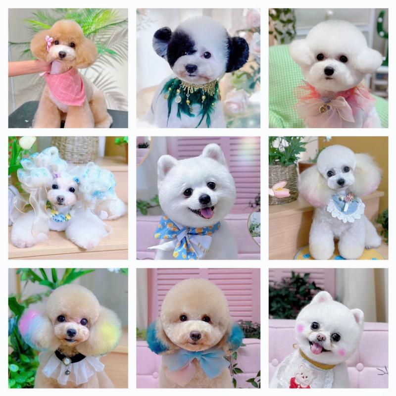 Cắt Lông Chó Phốc Sóc Kiểu Puppy Cut