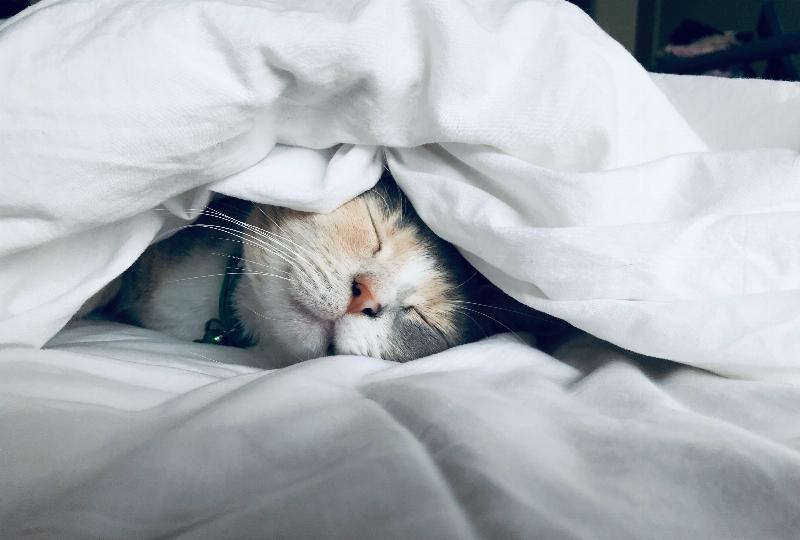Chai dung dịch khử mùi nước tiểu mèo chuyên dụng