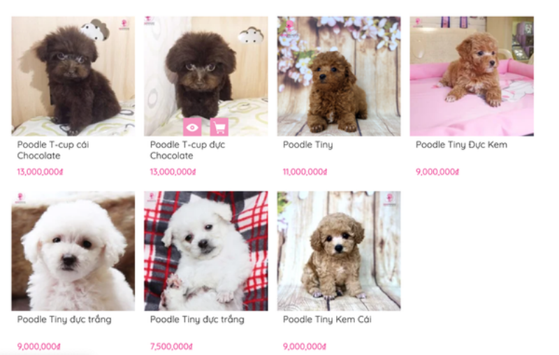 Chăm Sóc Chó Poodle