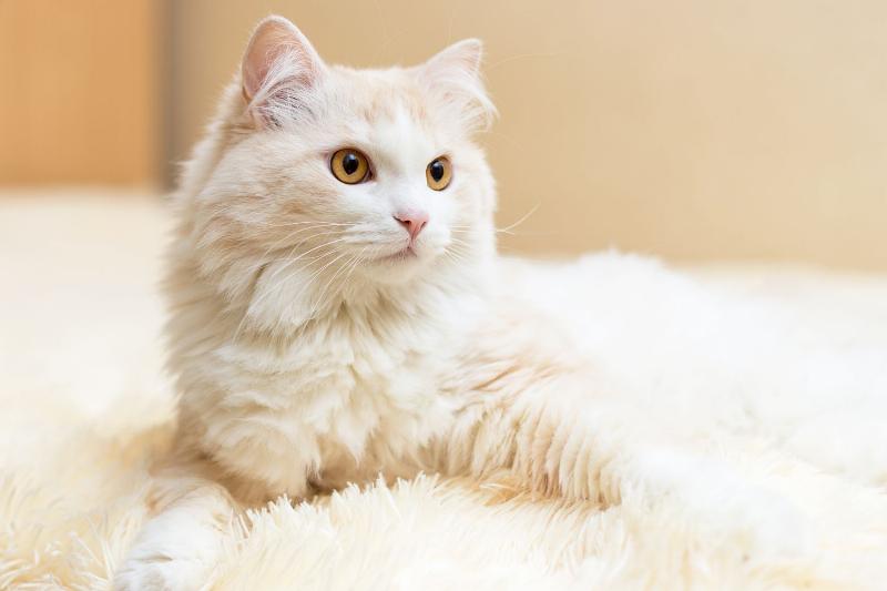 Chăm sóc bộ lông dài của Mèo Angora Thổ Nhĩ Kỳ, chi phí chăm sóc định kỳ.