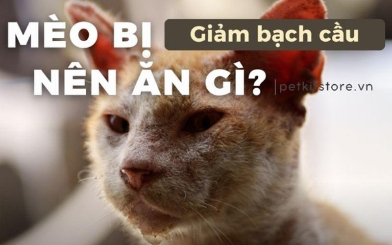 Chăm sóc mèo bị bệnh suy giảm bạch cầu