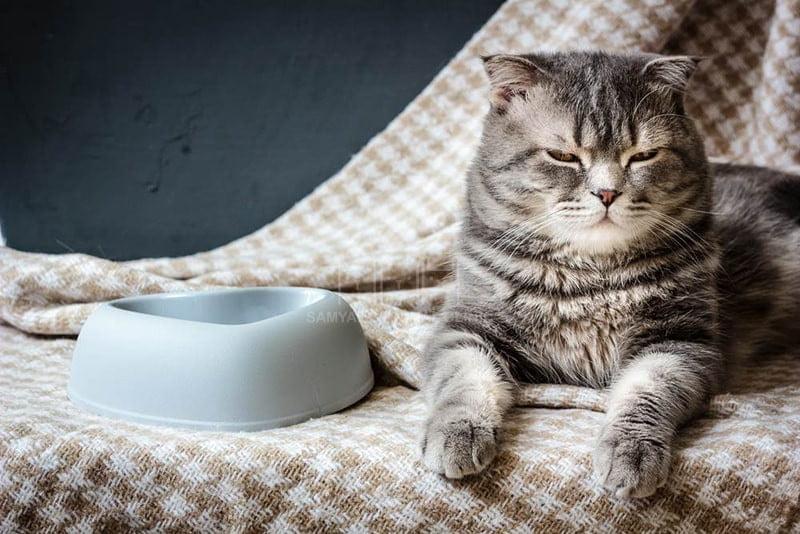 Chăm sóc mèo cái sau khi triệt sản