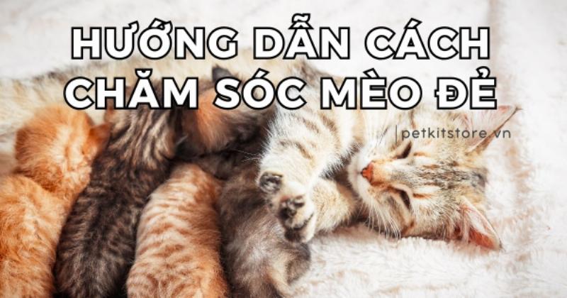 Hinh anh meo me dang nam cho con bu trong to am ap, the hien su quan tam cham soc sau sinh