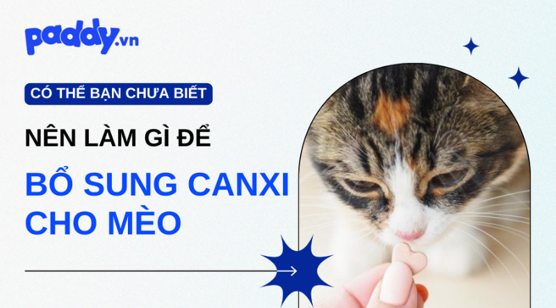 Hinh anh meo mang bau dang an thuc an chuyen dung giau dinh duong danh cho meo me va meo con