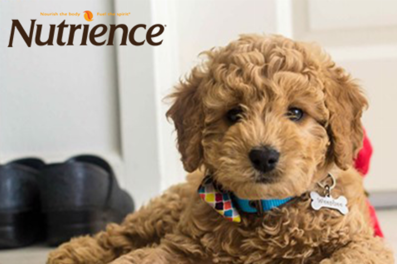 Chăm sóc sức khỏe cho Poodle