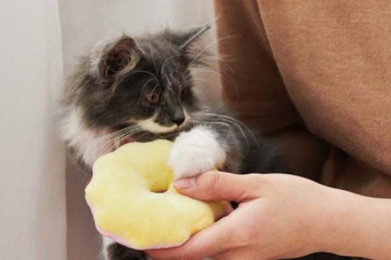 Chăm sóc sức khỏe mèo con mất mẹ