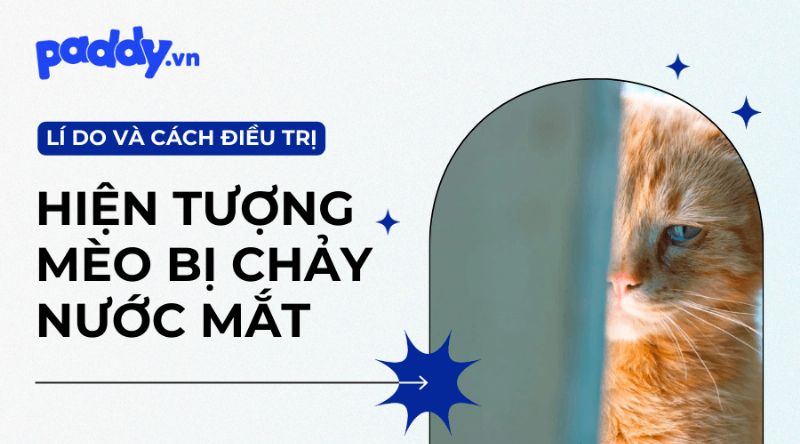 Chế độ ăn uống cho mèo chảy nước mắt nâu