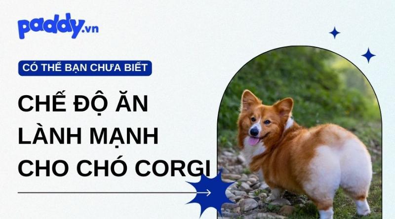 Chế Độ Ăn Uống Lành Mạnh Cho Chó