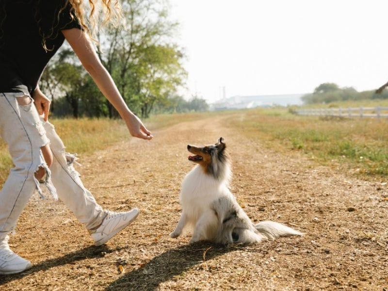 Chế độ dinh dưỡng cân bằng và phù hợp giúp chó sống lâu hơn