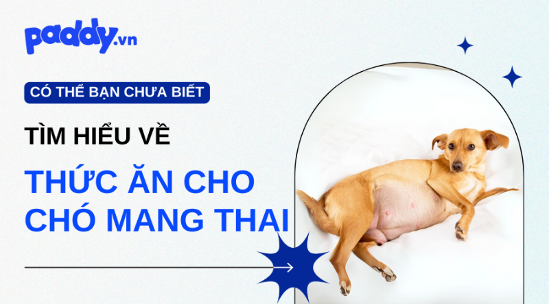 Chế độ dinh dưỡng cho chó mang thai