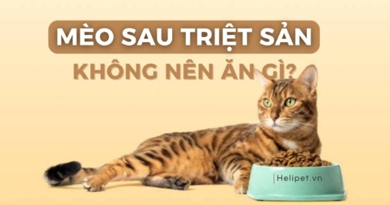 Chế độ dinh dưỡng cho mèo cái sau triệt sản