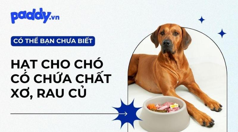 Chế độ ăn dinh dưỡng cân bằng cho mèo Anh Lông Ngắn với thức ăn chất lượng cao giàu protein động vật