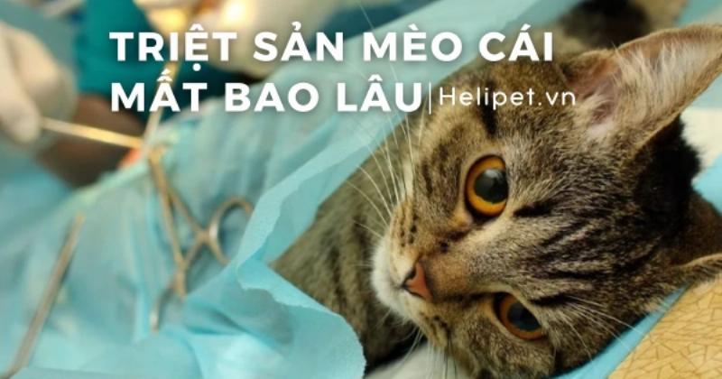 Chi phí triệt sản mèo cái