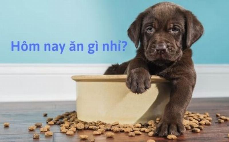 Chó ăn thức ăn an toàn