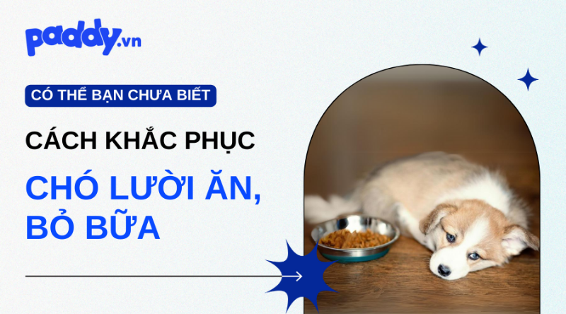 Chó kén ăn do được nuông chiều