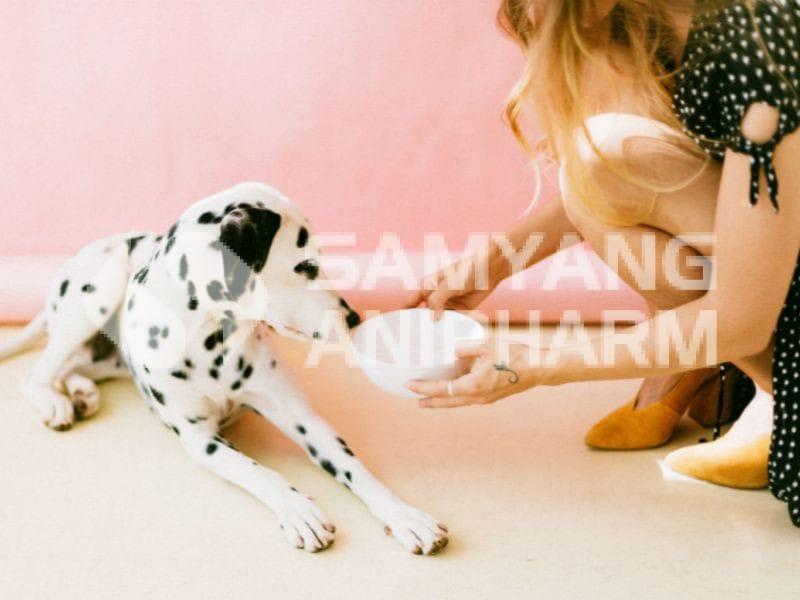 Chó kén ăn do vấn đề sức khỏe