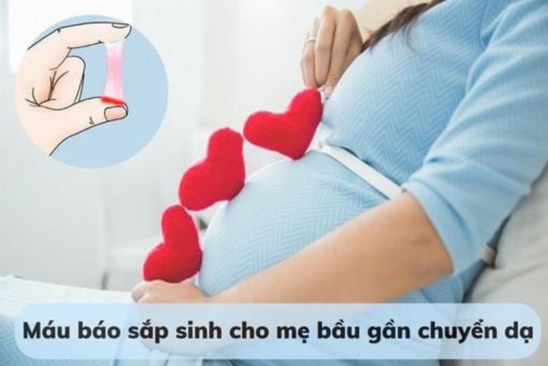 Quan sát quá trình sinh nở khi chó có bầu mấy tháng thì đẻ và các giai đoạn chuyển dạ.