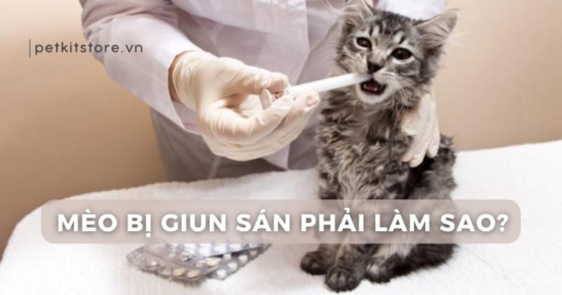 Minh họa cách giữ mèo và đưa ống tiêm vào khóe miệng để cho uống thuốc lỏng một cách từ từ