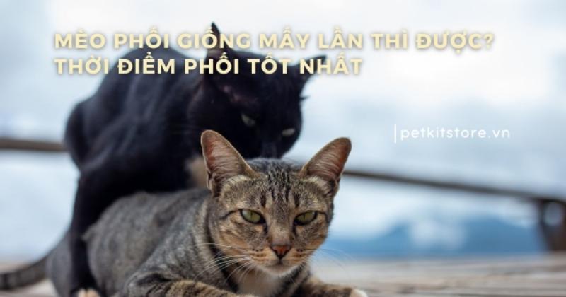 Hình ảnh chó đực và chó cái làm quen một cách thân thiện, tạo không khí thoải mái trước khi phối giống lần đầu
