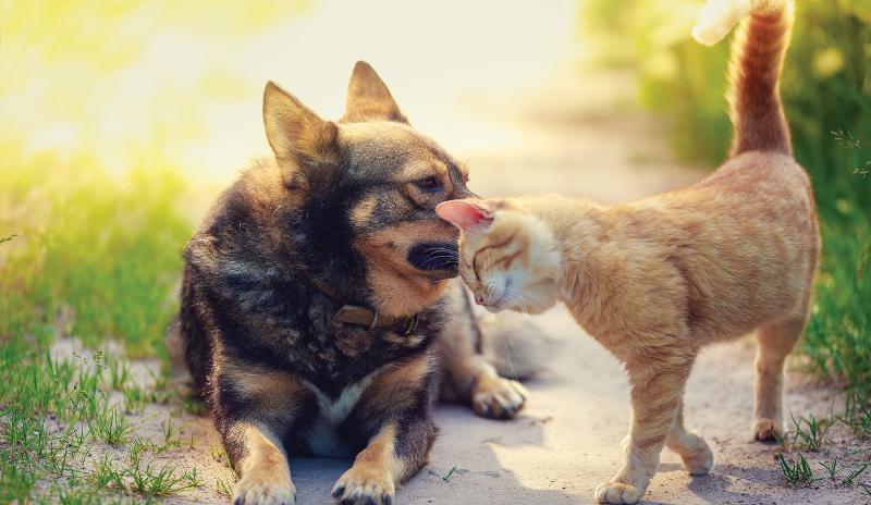 Phòng Ngừa Trầm Cảm Ở Chó