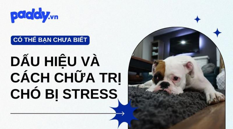 Vấn Đề Sức Khỏe Có Thể Khiến Chó Trầm Cảm