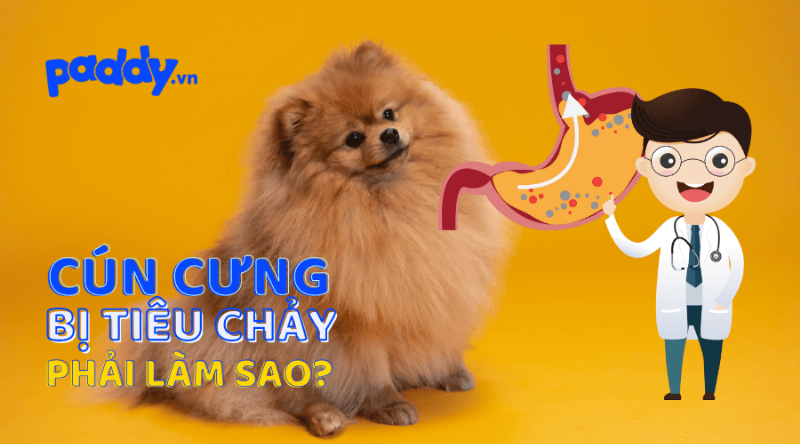 Chó Uống Sữa Bò Bị Tiêu Chảy