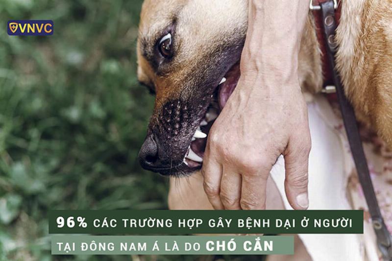 Chủ nuôi tham khảo ý kiến bác sĩ thú y để chọn thuốc trị nấm da cho chó phù hợp nhất