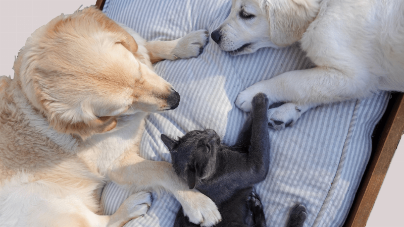 Chú chó già nằm nghỉ trên giường nệm êm ái