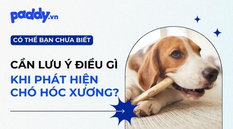 Bác sĩ thú y kiểm tra chó Poodle