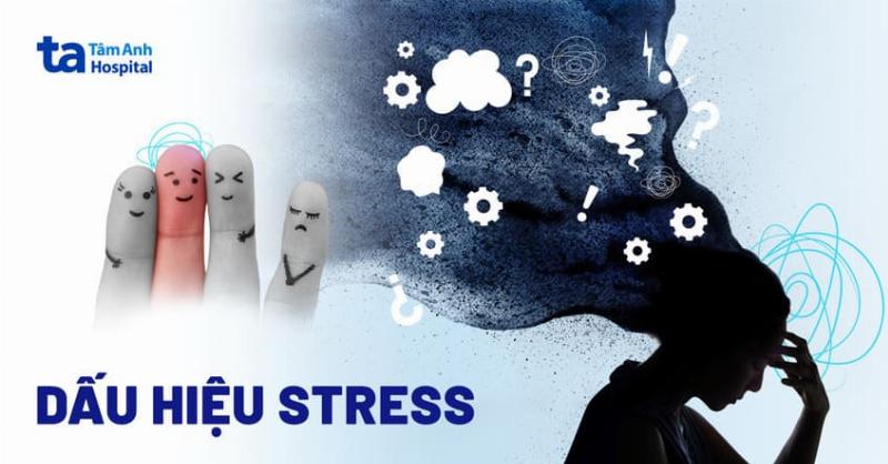 Mot chu meo dang ngung an the hien dau hieu meo bi stress va lo lang