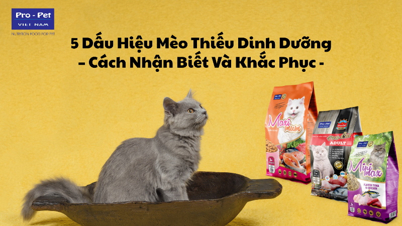 Một chú mèo có bộ lông bóng mượt, trông khỏe mạnh, bên cạnh là một chú mèo khác có bộ lông xơ xác, trông mệt mỏi, thể hiện sự khác biệt do chế độ ăn ảnh hưởng đến ngoại hình và sức khỏe