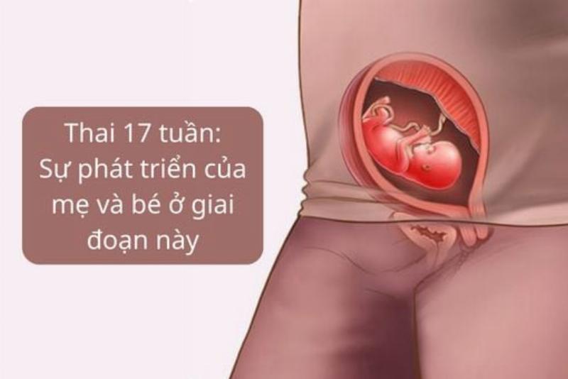 Hình ảnh một chú mèo mang thai với bụng to rõ rệt ở giai đoạn cuối thai kỳ, thể hiện dấu hiệu mèo có bầu không thể nhầm lẫn.