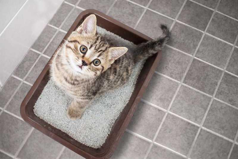 Một chú mèo ngồi trước hai bát thức ăn khác nhau (một bát Whiskas, một bát thức ăn khác), với biểu cảm đang cân nhắc, thể hiện sự lựa chọn của người chủ