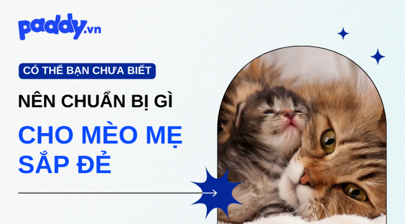 Chuẩn bị cho mèo sắp sinh